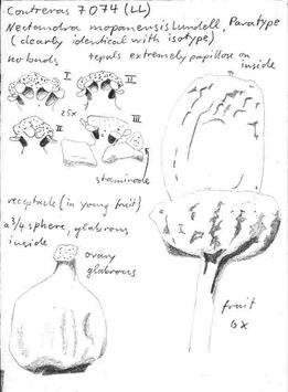 Vorschaubild Nectandra mopanensis Lundell